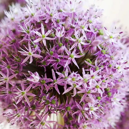 Kampbarg 36 Von & Mehr Kampen